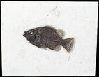Priscacara Fossil Fish - Wyoming #63355-1